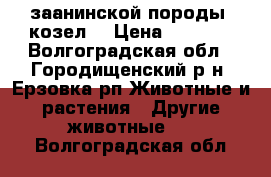  заанинской породы  козел  › Цена ­ 5 000 - Волгоградская обл., Городищенский р-н, Ерзовка рп Животные и растения » Другие животные   . Волгоградская обл.